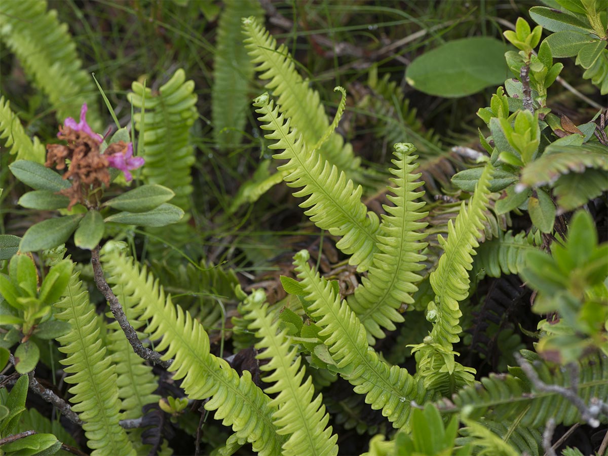 Blechnum spicant